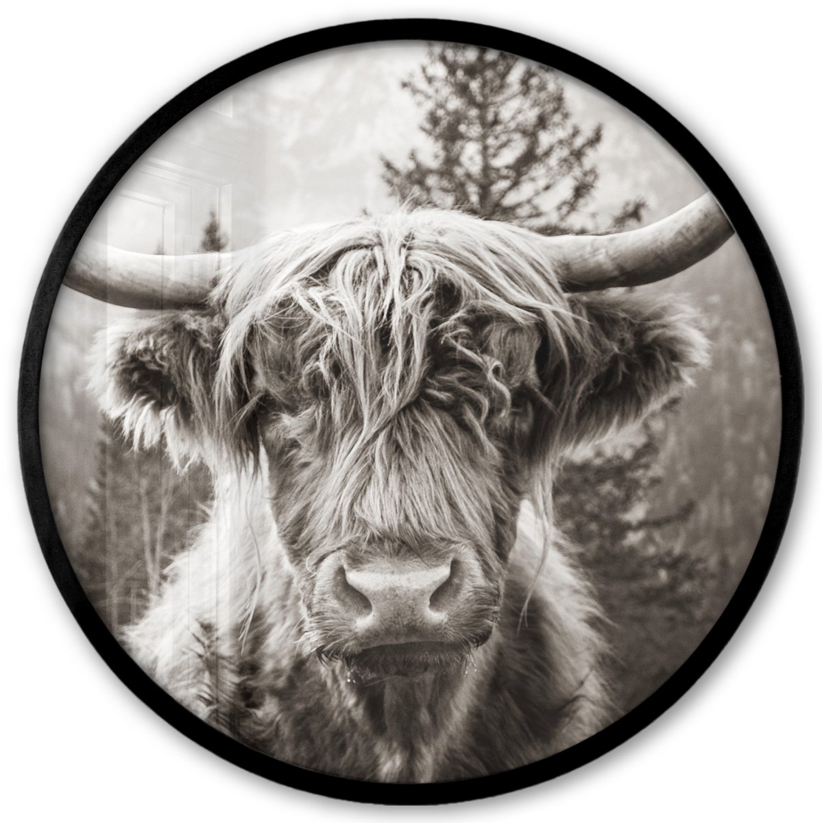 Poster in lijst Rond - Fotolijst 40x40 cm - Posters - Schotse hooglander - Koe - Dieren - Zwart - Wit - Ronde posterlijst zwart - Decoratie - Wanddecoratie woonkamer - Muurdecoratie slaapkamer