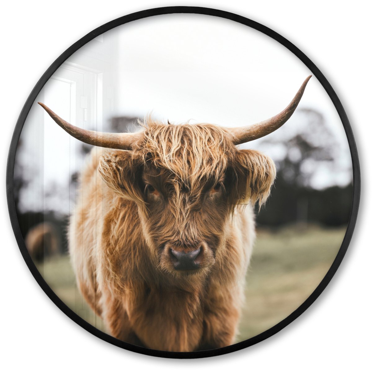 FrameYourWall Poster in lijst Rond - Fotolijst 80x80 cm - Posters - Schotse Hooglander - Koe - Gras - Dieren - Natuur - Ronde posterlijst zwart - Decoratie - Wanddecoratie woonkamer - Muurdecoratie slaapkamer Gras - Schotse Hooglander