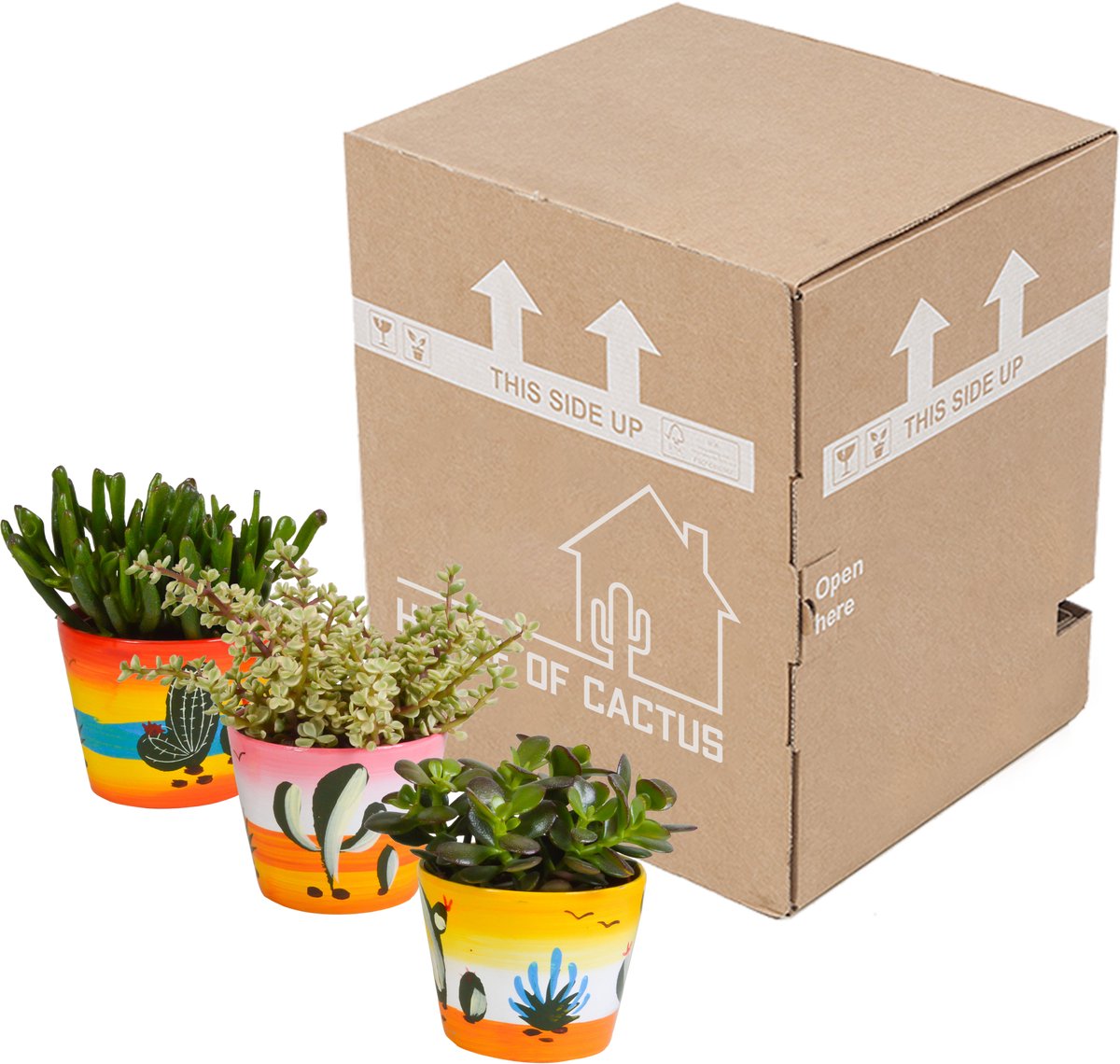 Crassula mix 10.5 cm in Mexicaanse pot | 3 stuks