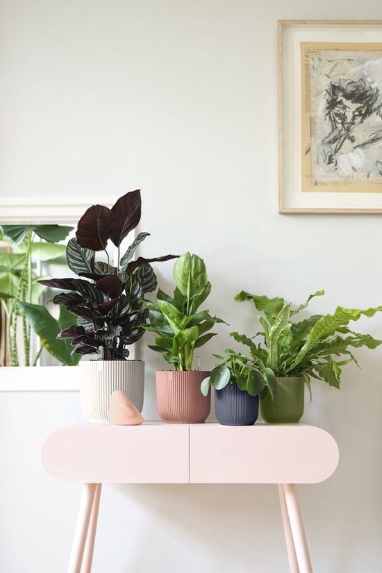 Vier planten in potten op een roze meubel. Links een grijze pot, daarnaast een terra cotta figuur, een roze pot, een donkerblauwe pot en een groene pot.