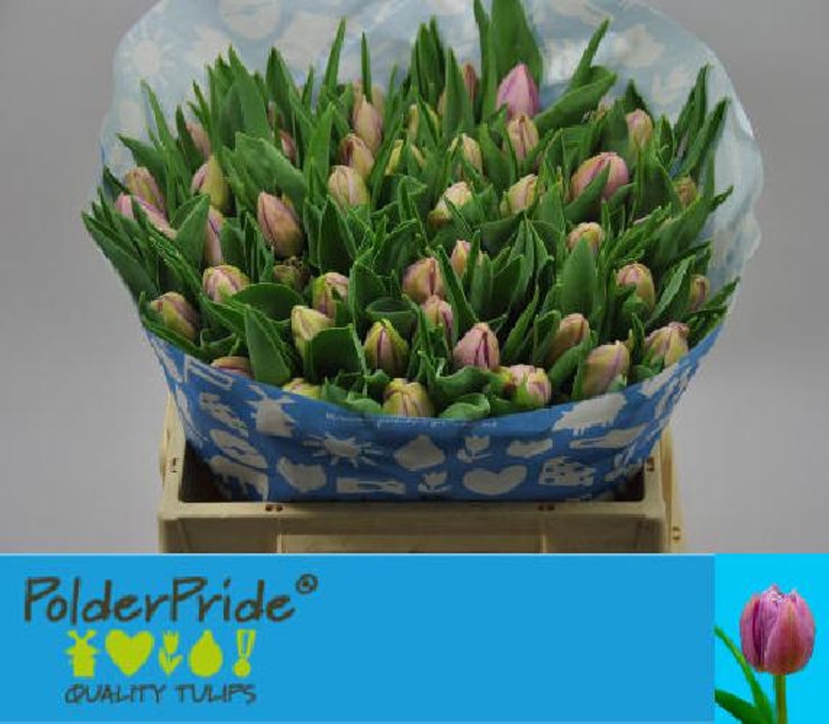 50x Tulipa katinka du 30cm