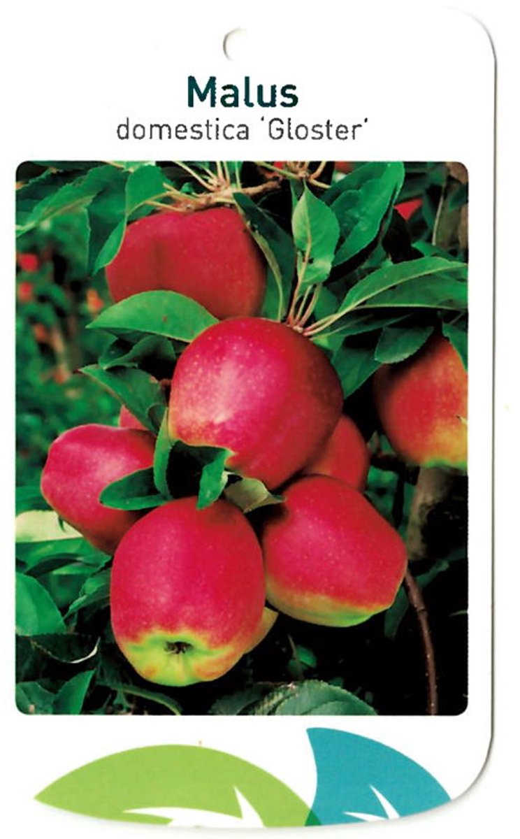 Oosterik home - Malus Domestica Gloster