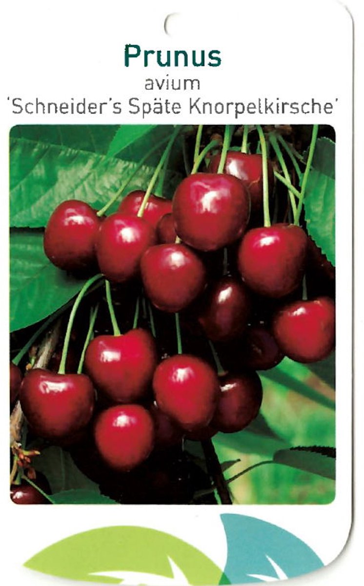 Oosterik home - Prunus Avium Scjneider s Spate Knorpelkirsche