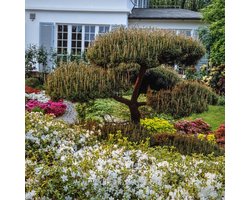 Plants Online BV - Planten - Haagplanten - Coniferen - Tuinplanten - Sier coniferen - Set van 1 - Grove den