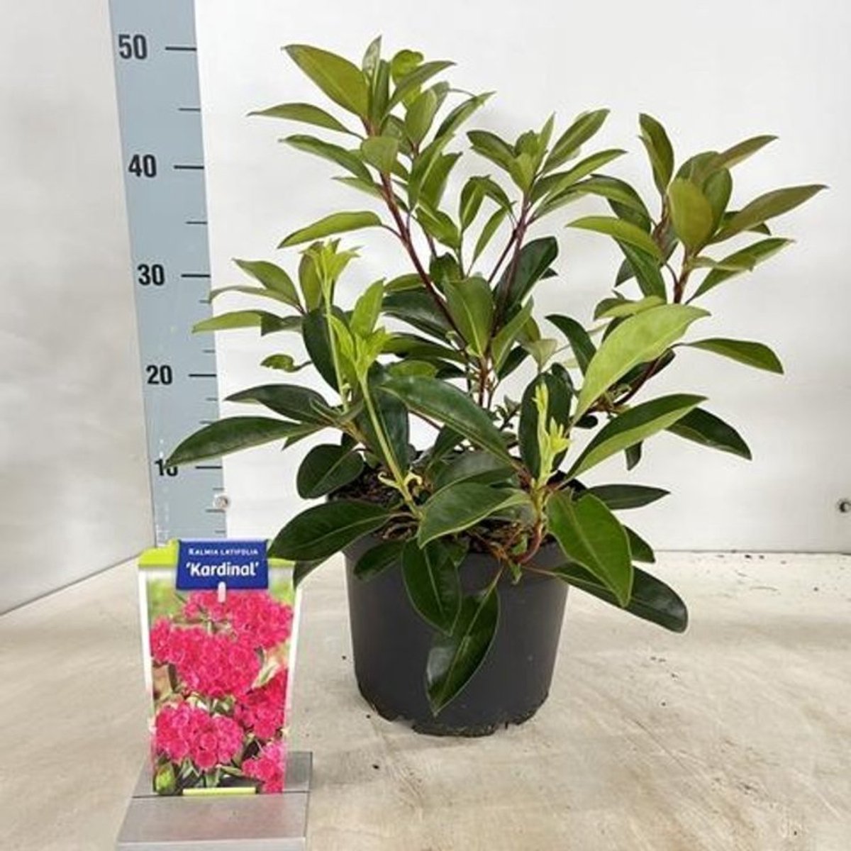 Plants Online BV - Planten - Tuinplanten - Heesters - Set van 1 - Kalmia latifolia 'Kardinal'