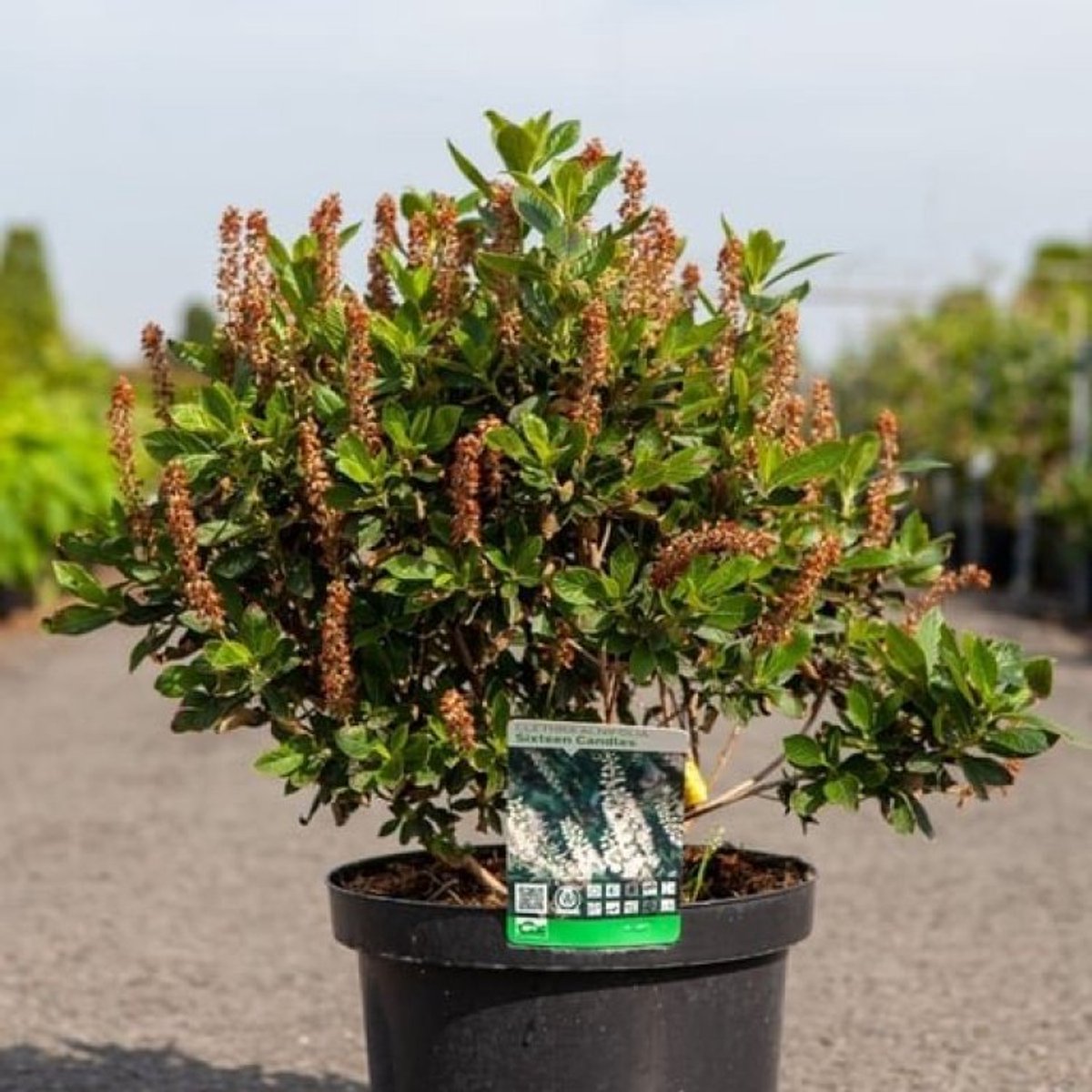Plants Online BV - Planten - Tuinplanten - Heesters - Set van 1 - Clethra alnifolia 'Sixteen Candles'