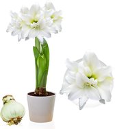 Amaryllis Bol - Double White - Bloembollen - 1 stuk - Wit - Bloem bollen