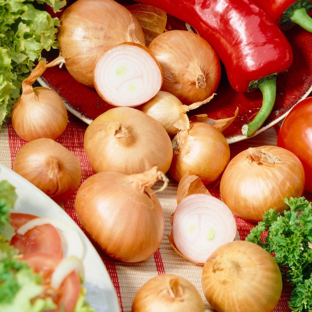 Sjalot - Uibollen - Red Sun - Bloembollen - 500 gram - Geel - Bollen - Voor de Moestuin