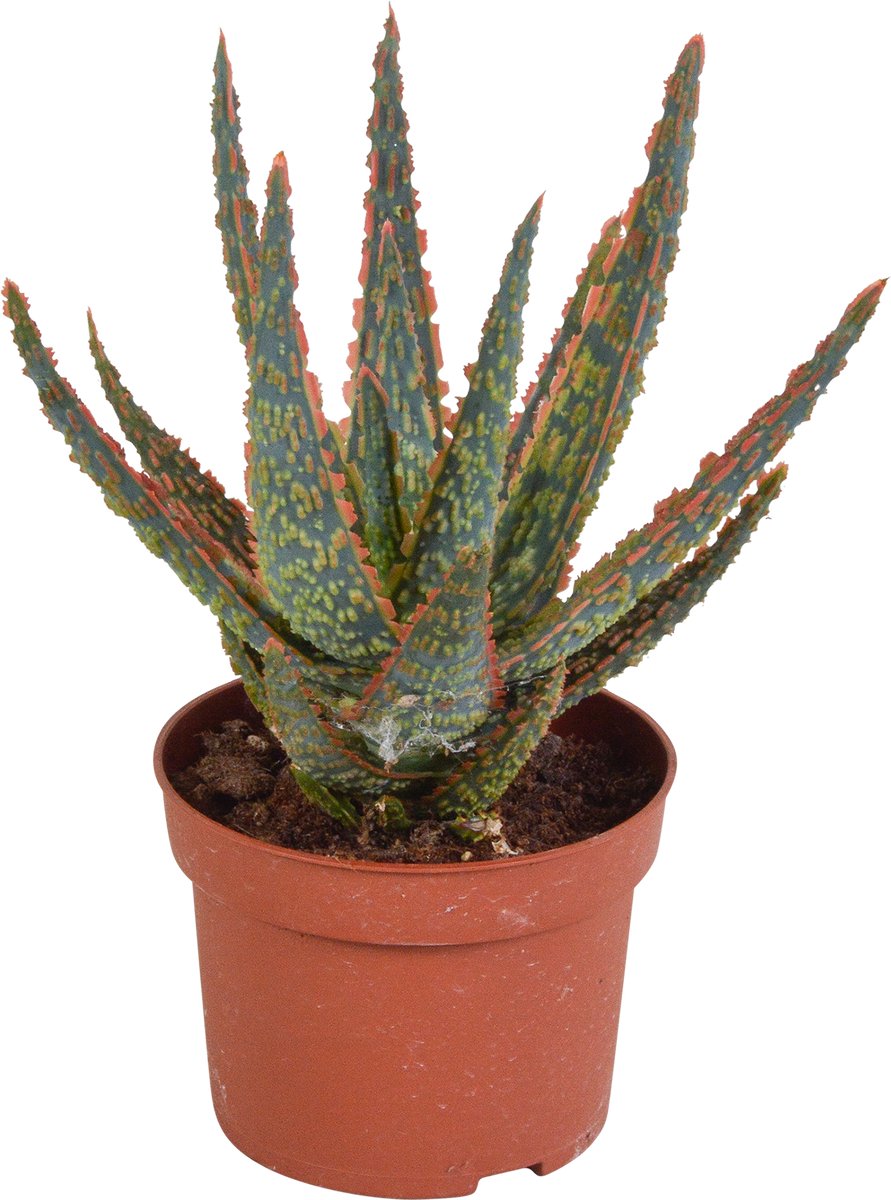 Aloë zebrina Dannyz 10,5 cm