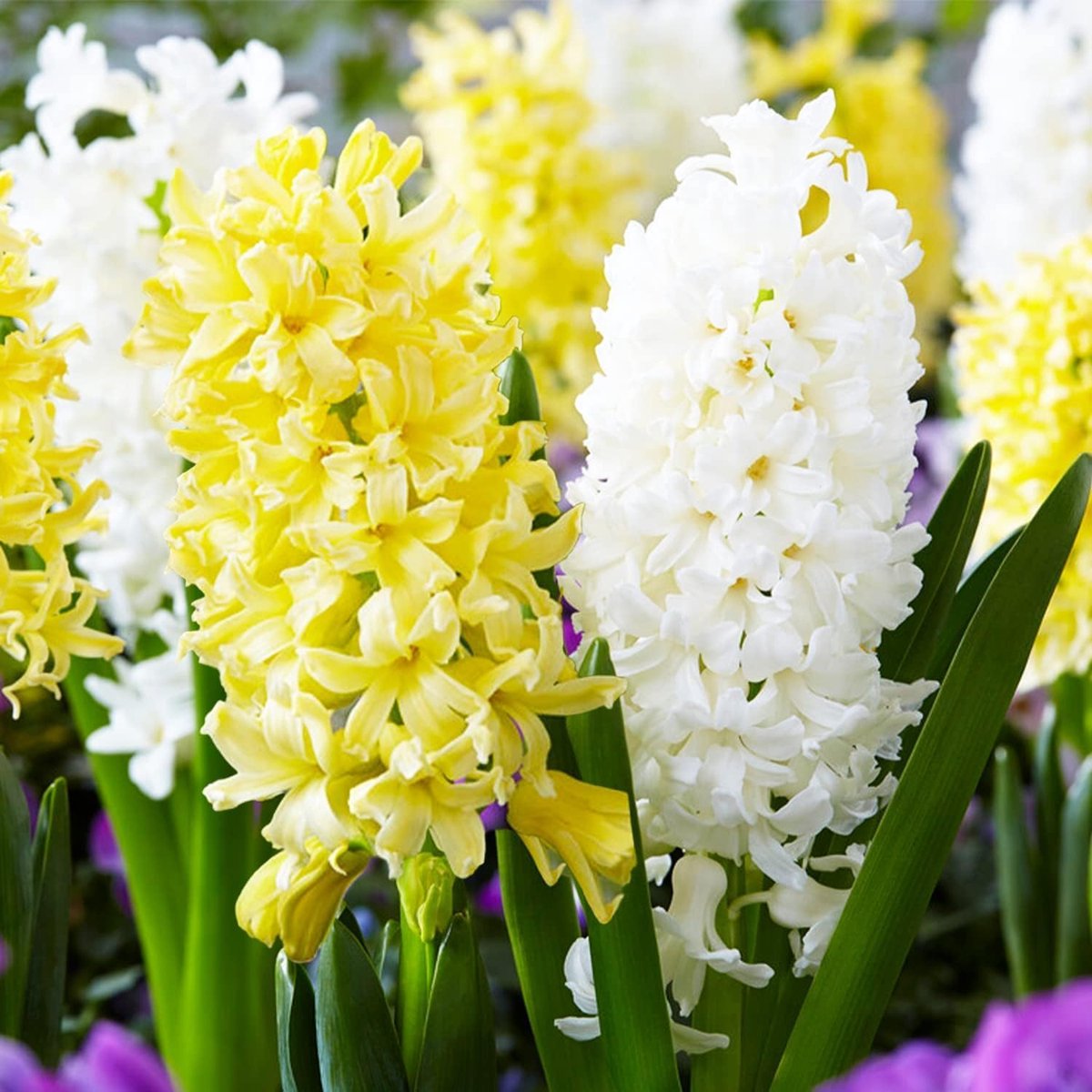 Hyacint Bloembollen Winterhard - Hyacinthus - Geel & Wit Mix - 15 stuks - Meerkleurig - Bloem bollen Mix Meerjarig