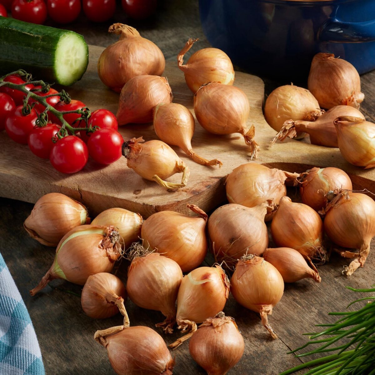 Sjalot Ui bol om te plant - Uibollen - Golden Gourmet - Bloembollen - 500 gram - Geel - Voor de Moestuin