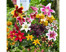 Lelie Bloembollen Winterhard - Lilium All Summer - 50 stuks - Meerkleurig - Bloem bollen Mix Meerjarig - Leliebollen