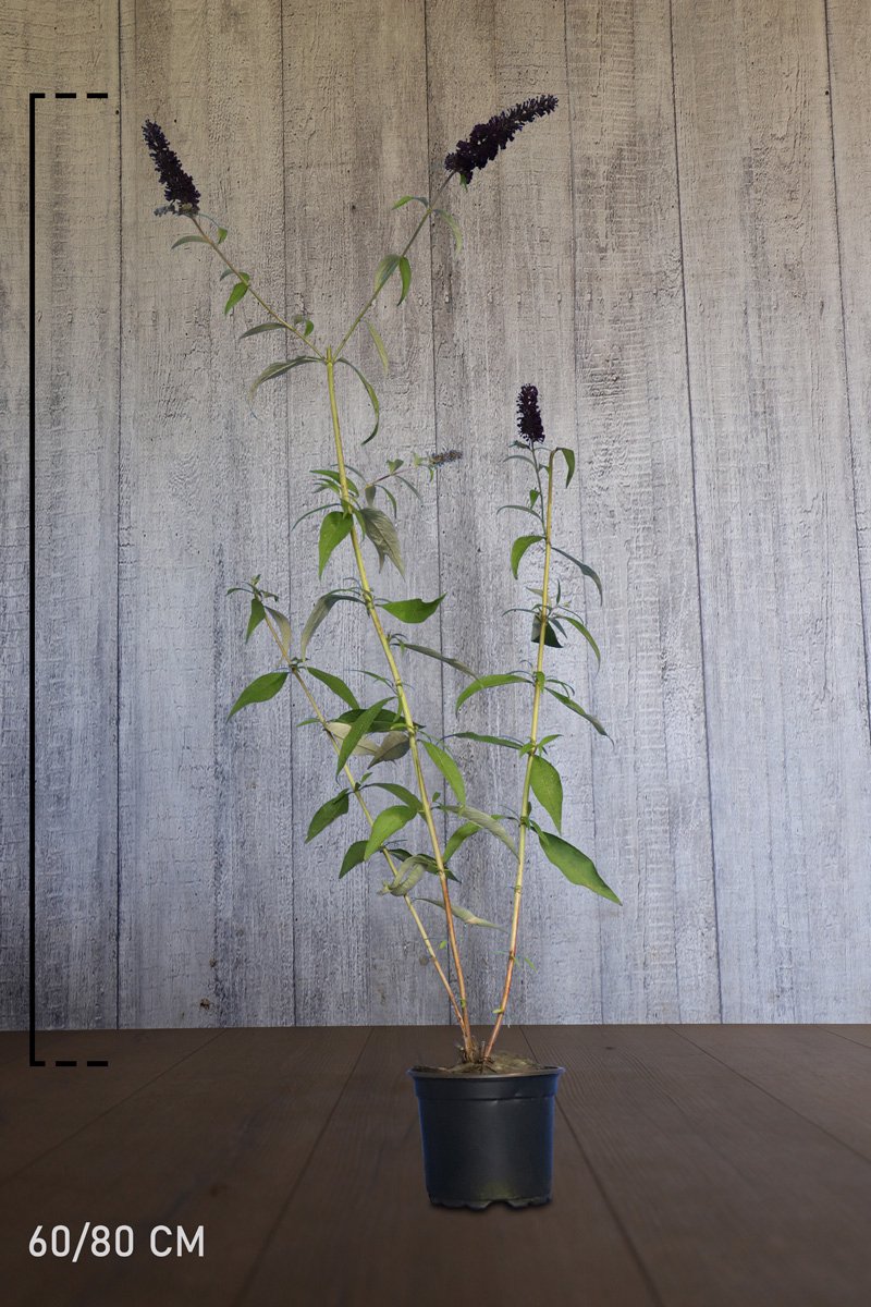 Plants Online - Haagplanten - Heesters - Vlinderstruik 'Black Knight' - Pot 60-80 cm - set van 10 - Bladverliezend - Bloeiende plant - Geurend - Informele haag - Insectenlokkend
