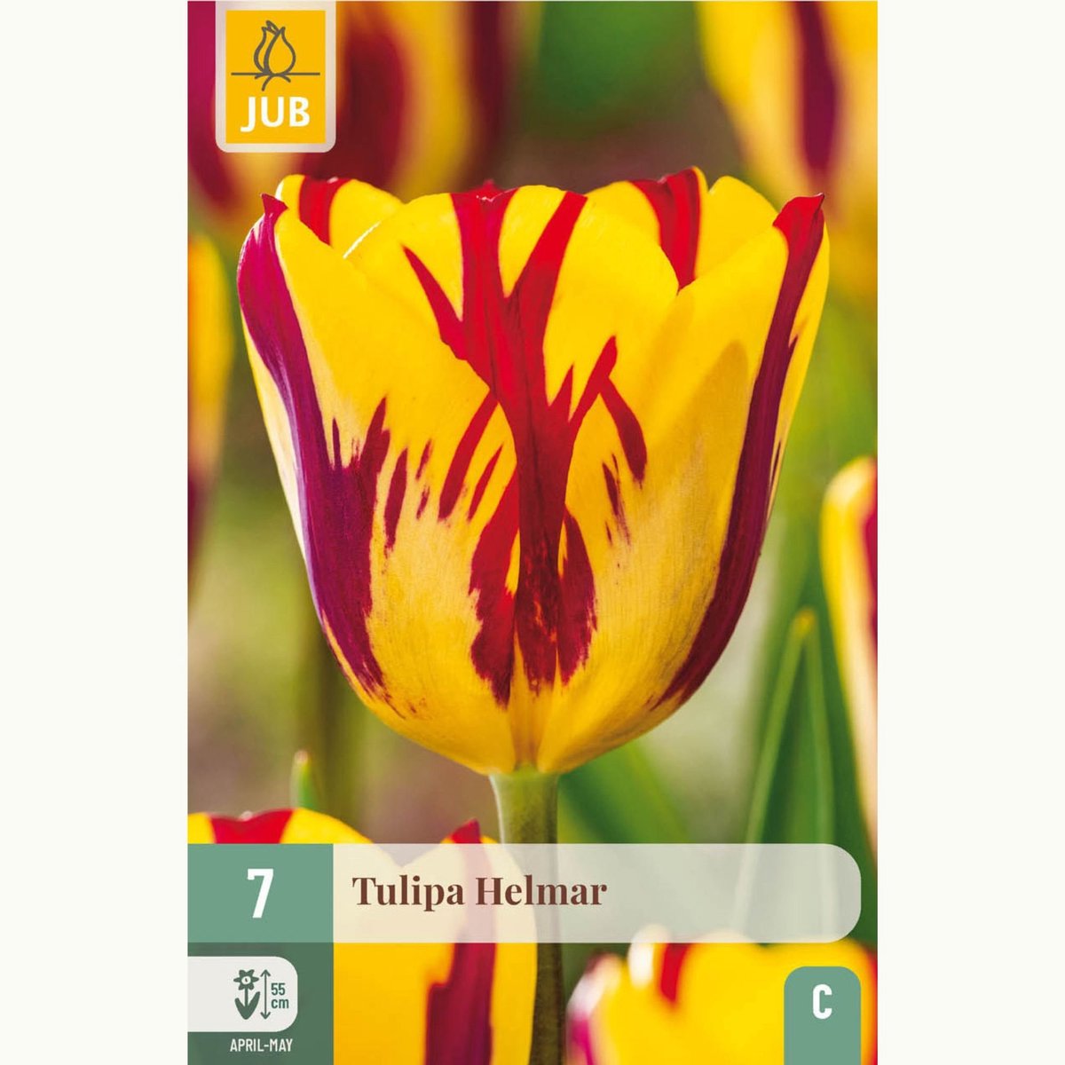 Tulp (Tulipa) - Helmar - Snijbloemen - Voorjaarsbollen - bloeit in April / Mei