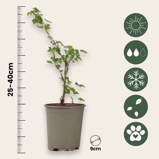 Kruisbesplantje van 25-40cm hoog in pot van 9cm met pictogrammen voor zon, regen, vorst, bladeren en huisdier.