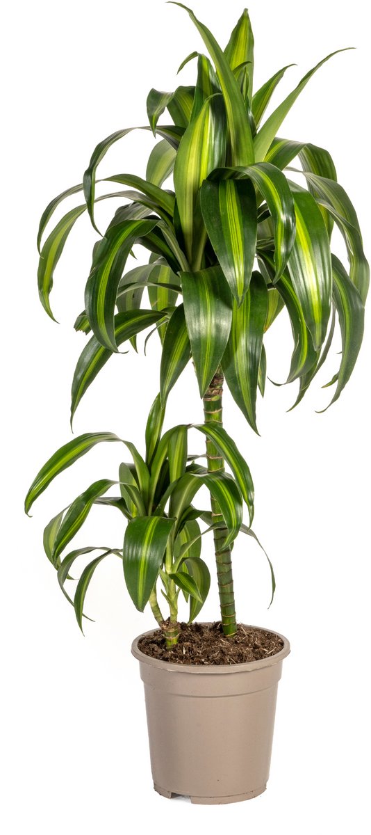 Dracaena Deremensis Hawaiian Sunshine Ø19cm - 80cm