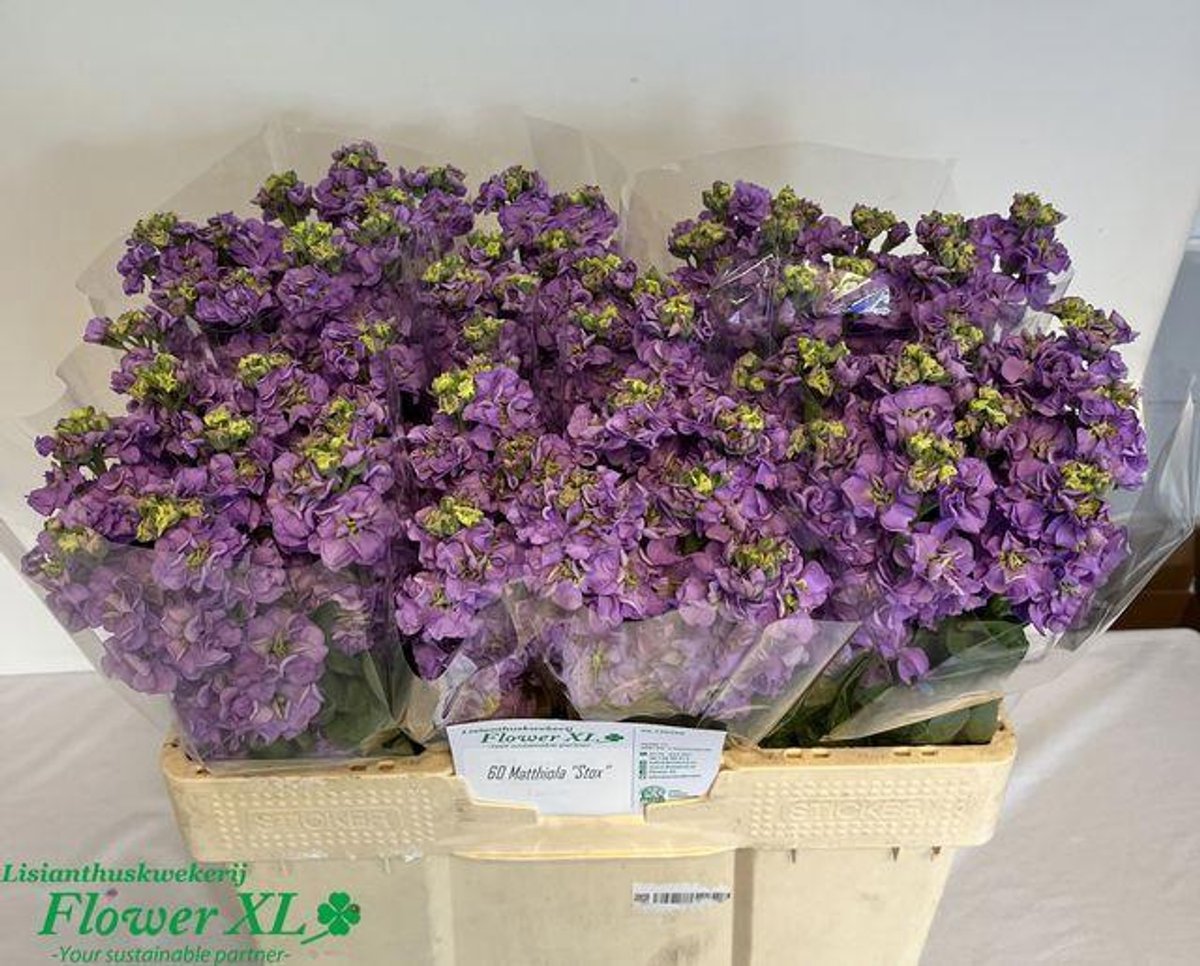 10x Matt.impala lavender 50cm