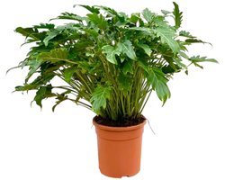 NatureNest - Kamerplanten - Philodendron Xanadu - 1 Stuk - 70 -80cm