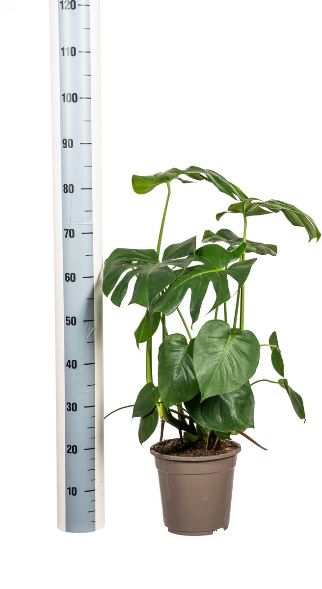 Monstera Deliciosa Tauerii Ø21cm - 80cm
