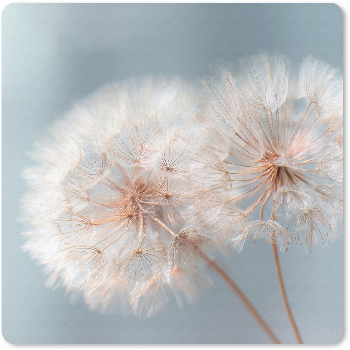 Muismat 30x30 cm - Mousepad Paardenbloemen - Pluisjes - Wit - Muismatten