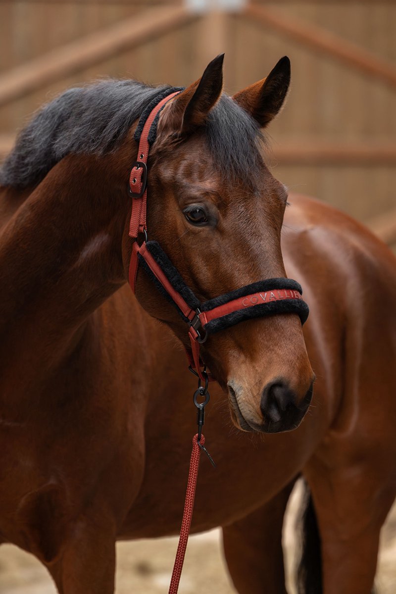 Covalliero Halster Covalliero Rood-oranje