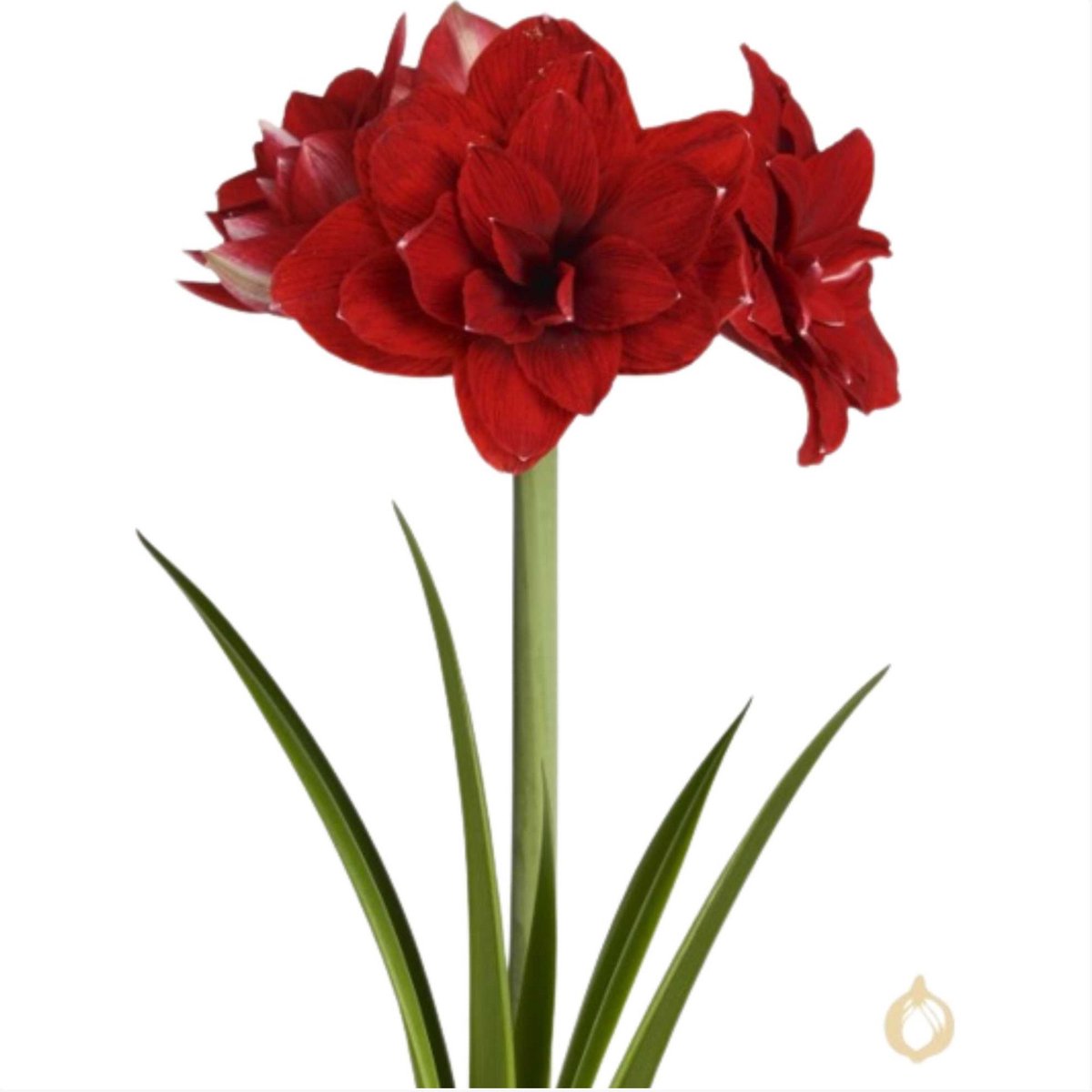 Amaryllis (Hippeastrum) - Dubbelbloemig Rood - Snijbloemen - Zomerbollen - Voorjaarsbollen - (Ook)-Voor in huis - Winterbloeiers