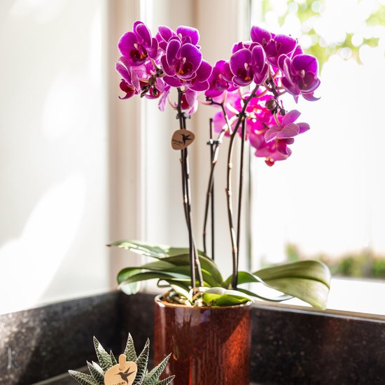 Paarse phalaenopsis orchidee met groene bladeren in een bruine pot.