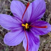 Paarse saffraankrokus bloem met gele stampers en rode stampers.
