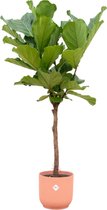 Trendyplants - Ficus Lyrata stam inclusief elho Vibes Fold Round roze - 160 cm - Ø30cm