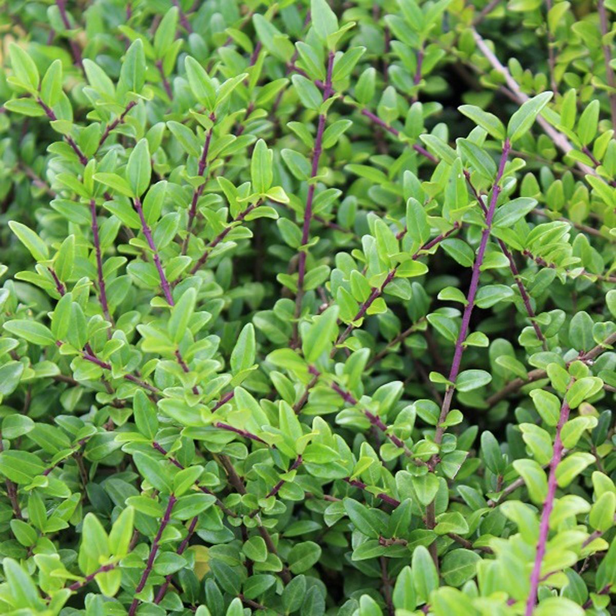 24 x Kamperfoelie 'Hohenheimer Findling' - Lonicera nitida 'Hohenheimer  Findling' pot... | bol