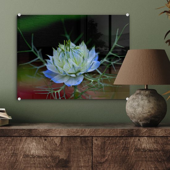 Gros plan d'une nigelle bleu vif Plexiglas 40x30 cm - petit - Tirage photo sur Glas (décoration murale plexiglas)