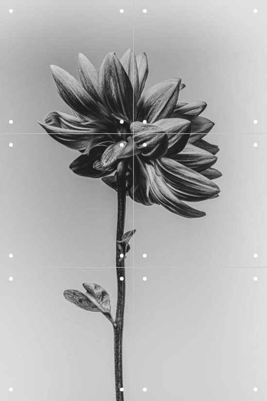 IXXI Dahlia - Wanddecoratie - Bloemen en Planten - 40 x 60 cm