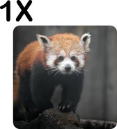 BWK Flexibele Placemat - Rode Panda - Dier - Bos - Boomstam - Set van 1 Placemats - 50x50 cm - PVC Doek - Afneembaar
