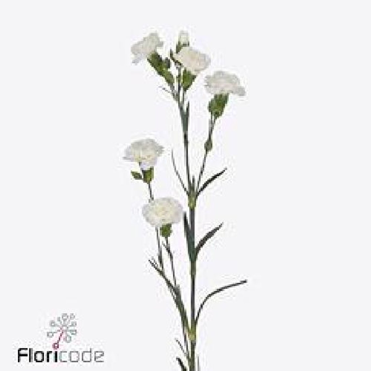 10x Dian.tr.blanquita 60cm