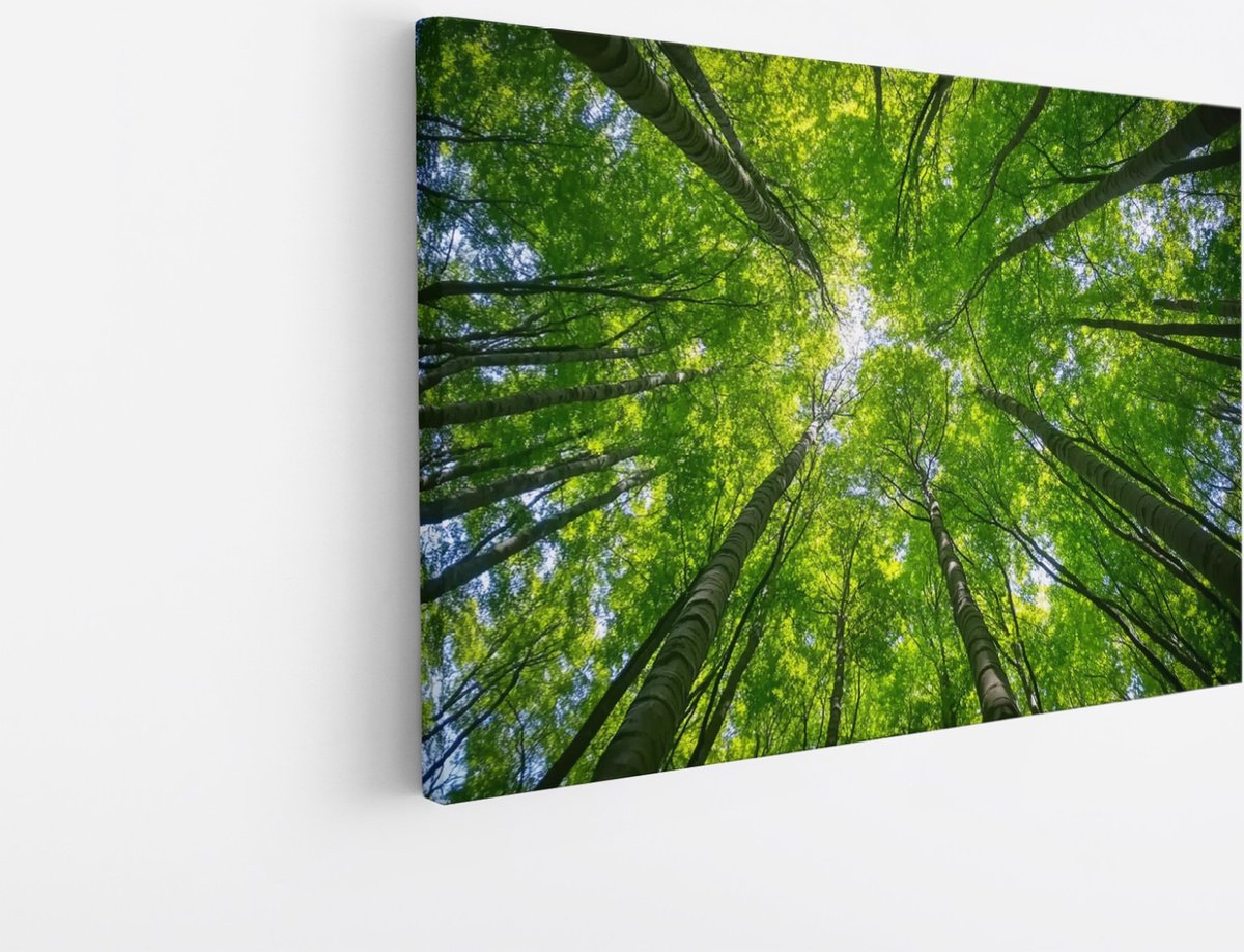 Saammp Canvas Schilderij - Natuur - hert in zonneschijn - landschappen - 45x30 - Foto op canvas - Wanddecoratie - Muurdecoratie Woonkamer - Slaapkamer decoratie - Canvas Print Multicolor