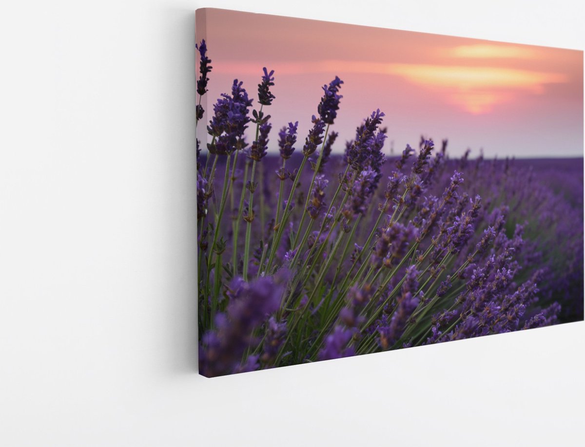 Saammp Canvas Schilderij - Lavendel tijdens zonsondergang - Natuur - Landschap - 50x40 - Foto op canvas - Wanddecoratie - Muurdecoratie Woonkamer - Slaapkamer decoratie - Canvas Print Multicolor