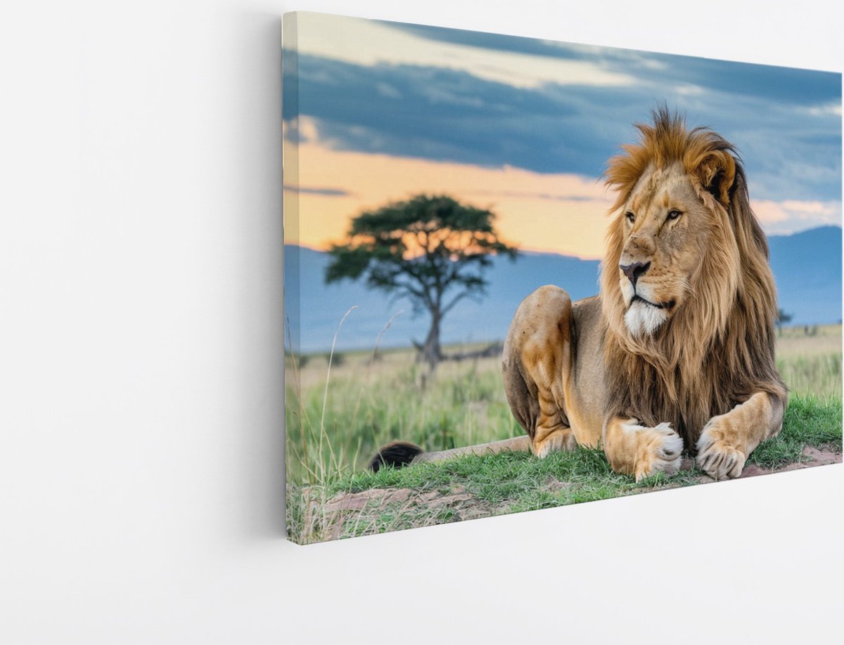 Saammp Canvas Schilderij - Leeuw in de serangeti - Dieren - Natuur - 45x30 - Foto op canvas - Wanddecoratie - Muurdecoratie Woonkamer - Slaapkamer decoratie - Canvas Print Multicolor
