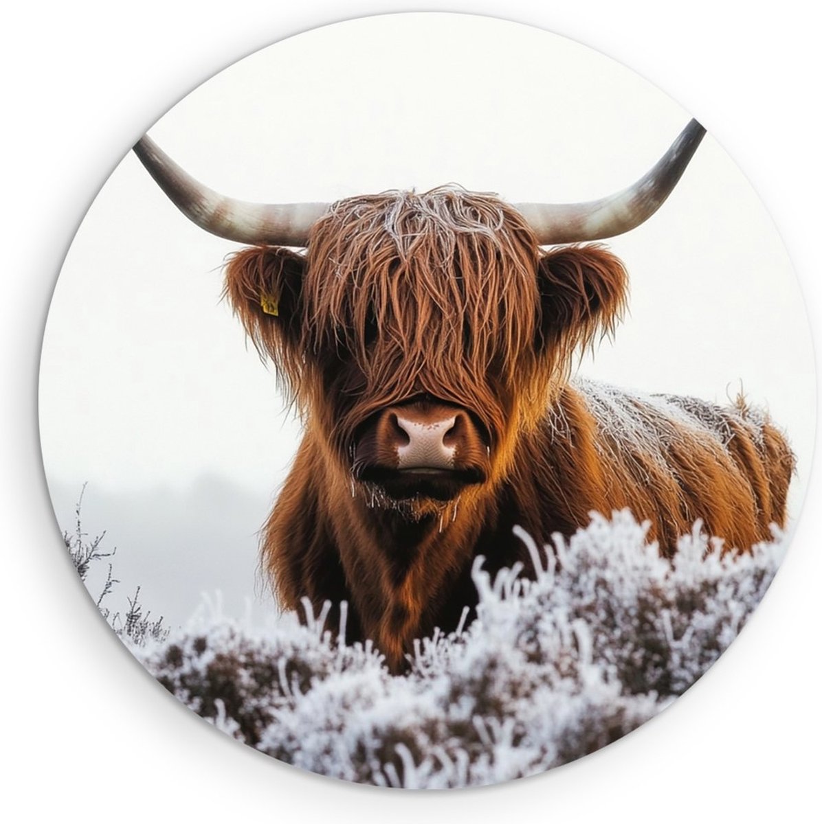 Saammp Forex Muurcirkel - Schotse Hooglander Koe - Bevroren gras - Dieren - Natuur - Ø 80 - Wandcirkel - Wanddecoratie Cirkel - muurdecoratie Woonkamer - Slaapkamer decoratie - Rond Schilderij