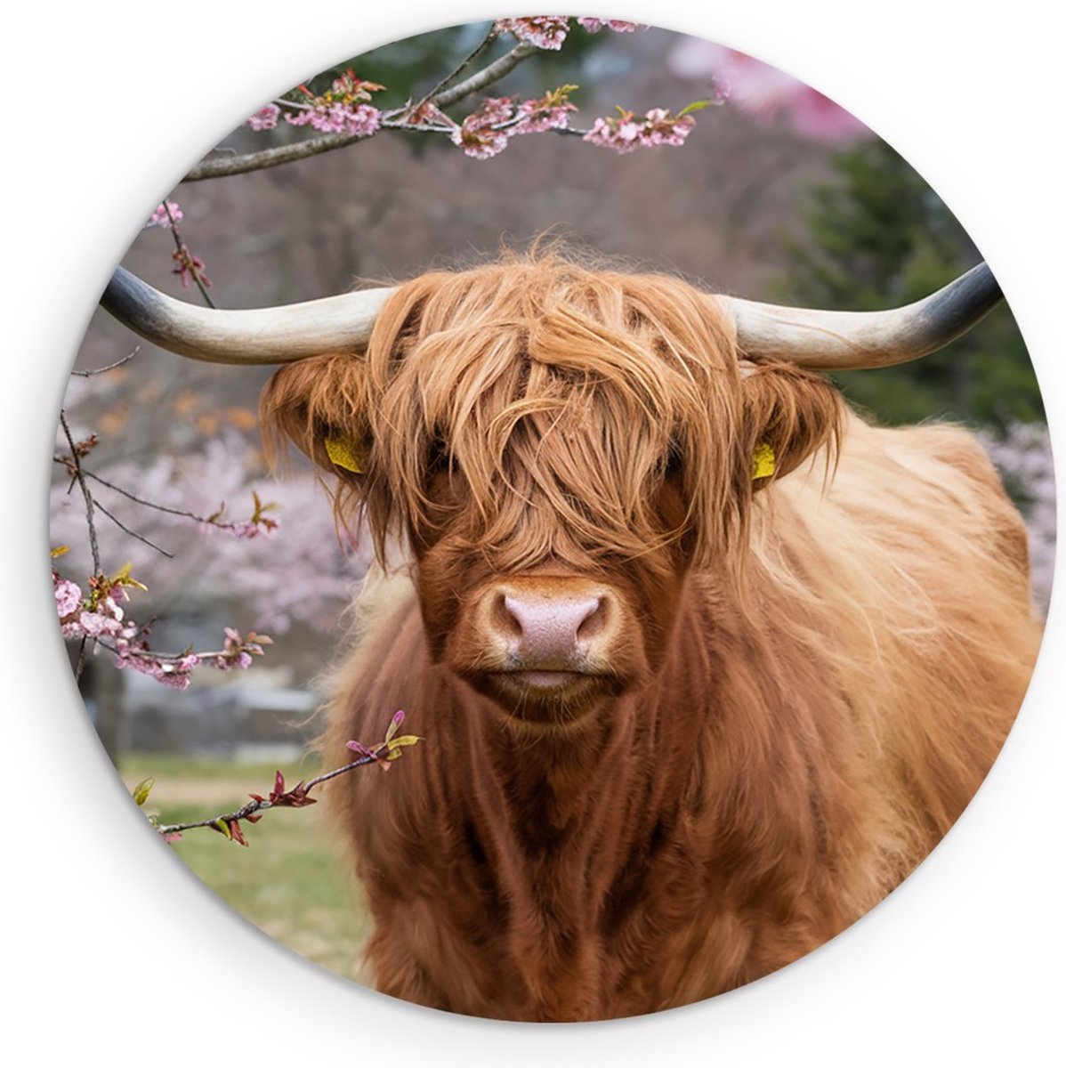 Saammp Forex Muurcirkel - Schotse Hooglander Koe in de wei - Landschap - Dieren - Natuur - Ø 40 - Wandcirkel - Wanddecoratie Cirkel - muurdecoratie Woonkamer - Slaapkamer decoratie - Rond Schilderij