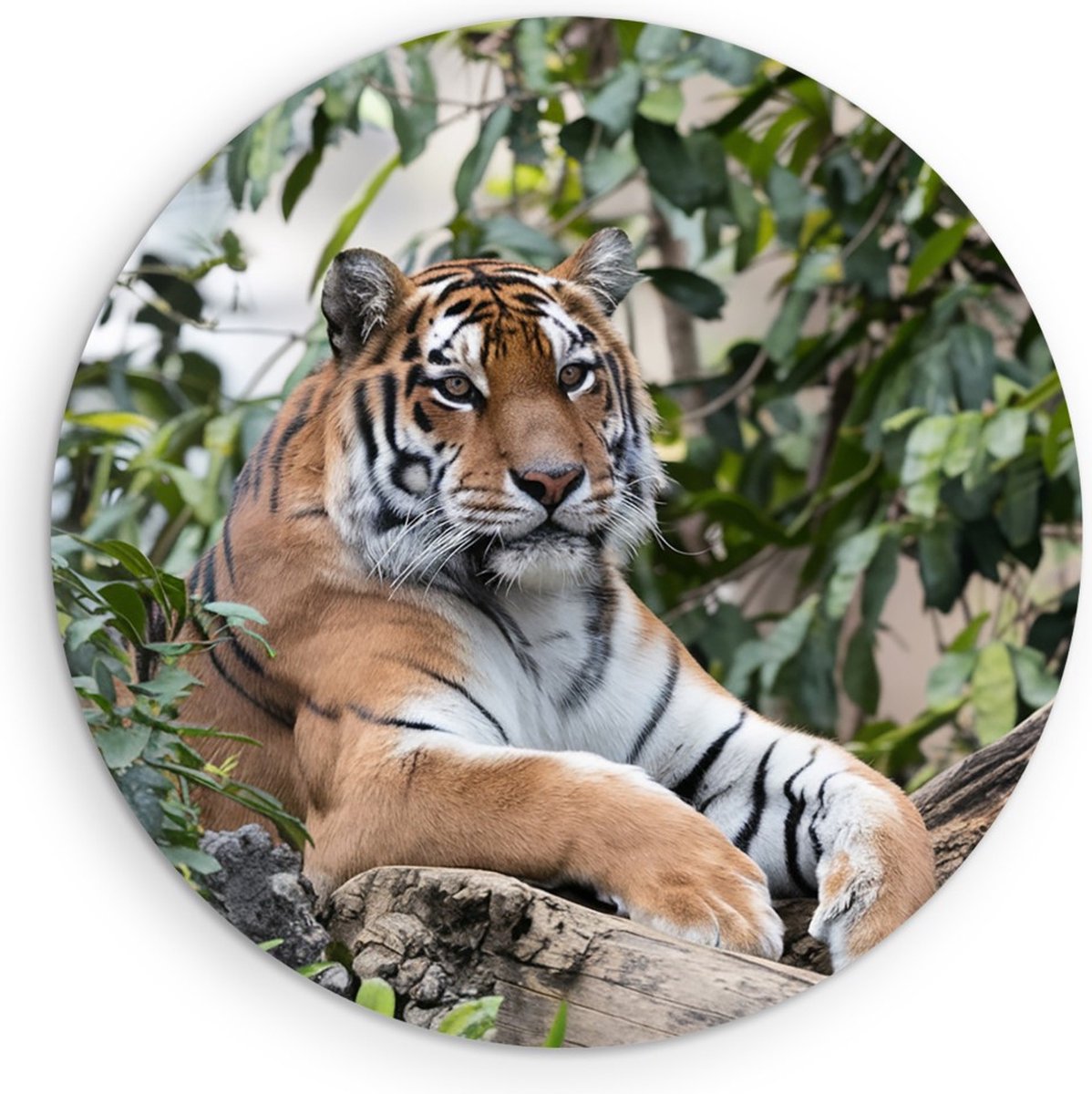 Saammp Muurcirkel Hout - Tijger op boomstronk - Natuur - Dieren - Ø 60 - Wandcirkel - Wanddecoratie Cirkel - muurdecoratie Woonkamer - Slaapkamer decoratie - Rond Schilderij