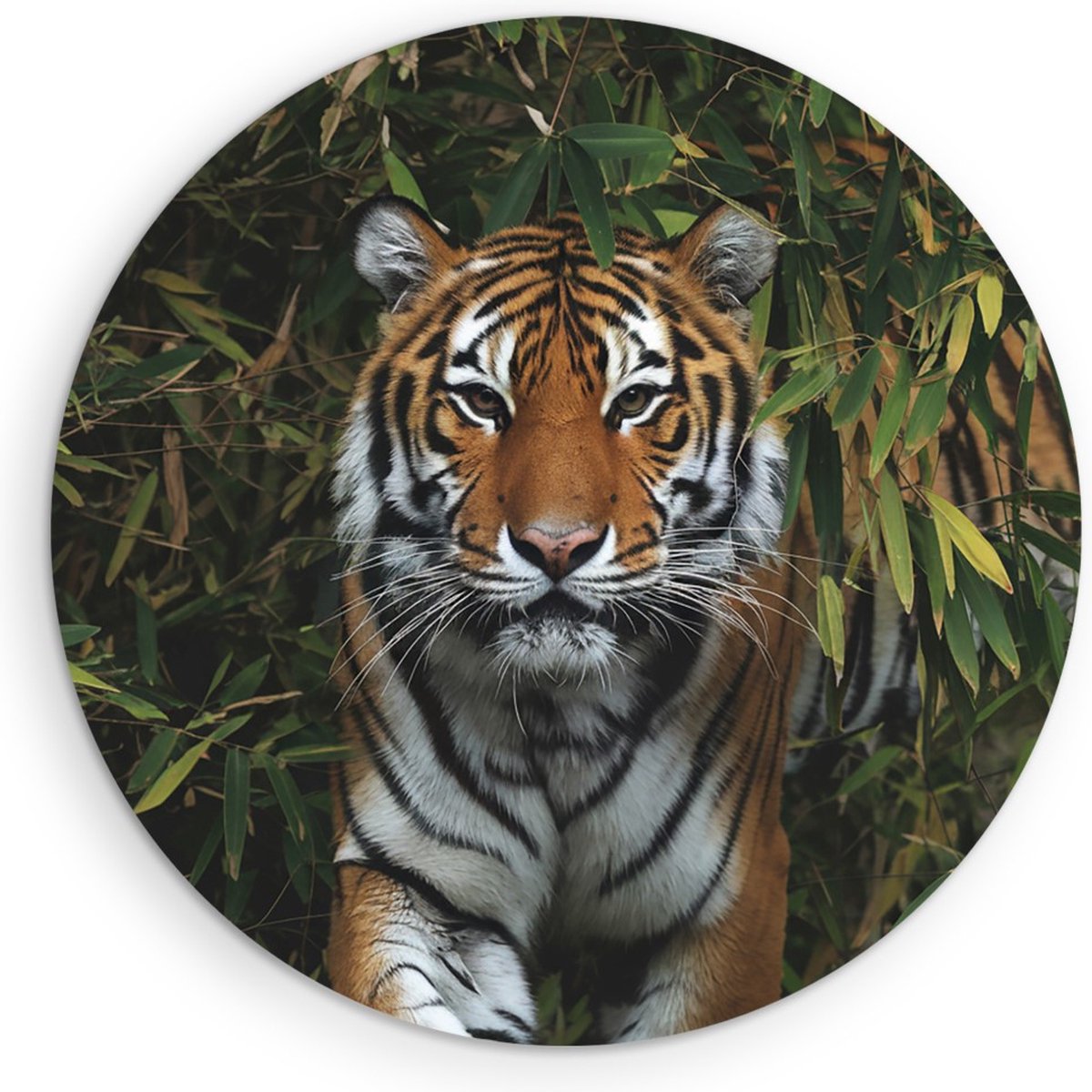 Saammp Forex Muurcirkel - Tijger in Korea - Natuur - Dieren - Ø 80 - Wandcirkel - Wanddecoratie Cirkel - muurdecoratie Woonkamer - Slaapkamer decoratie - Rond Schilderij