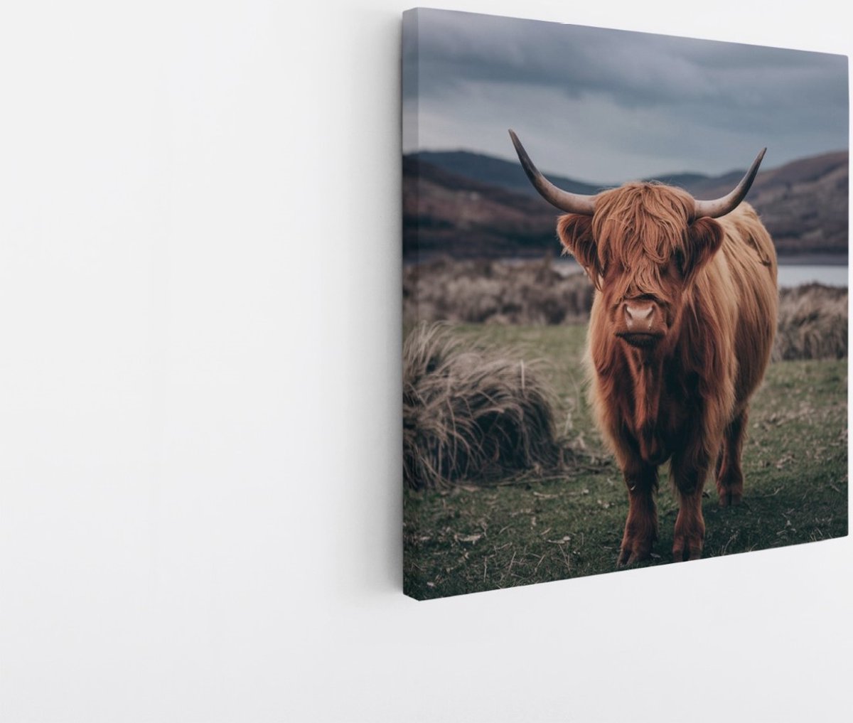 Saammp Canvas Schilderij - Schotse Hooglander Koe in de wei - Schotland - Dieren - Portret - 100x100 - Foto op canvas - Wanddecoratie - muurdecoratie Woonkamer - Slaapkamer decoratie - Canvas Print Multicolor