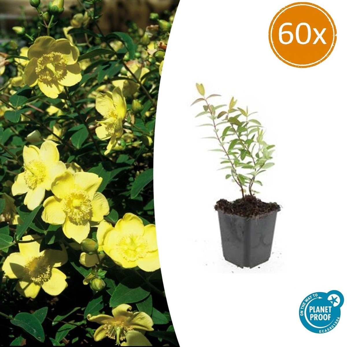 Tuinplantenshop.com | Hypericum 'Hidcote' | 60 stuks - Ø9cm - 10-25cm hoog - Tuinplant