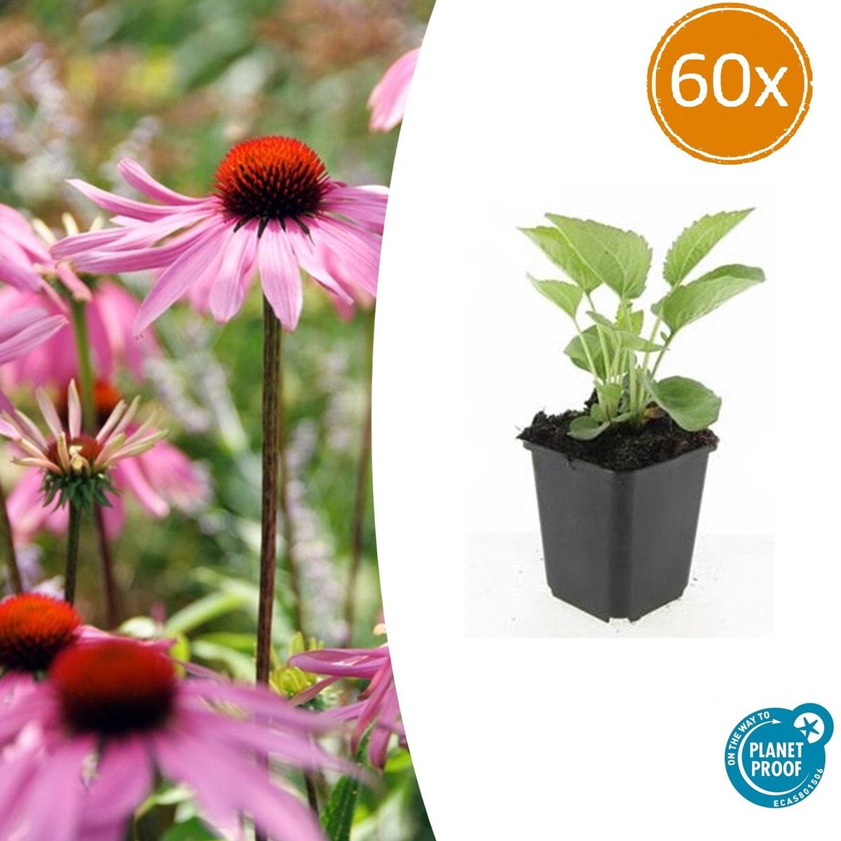 Tuinplantenshop.com | Echinacea p. 'Magnus' | 60 stuks - Ø9cm - 10-25cm hoog - Tuinplant