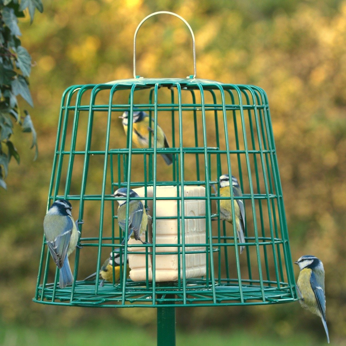 CJ Wildlife Voedersilo met Beschermkooi voor Vetbollen, Vetblokken & Pindacake - Metalen Vogelvoedersilo voor Kleine Vogels - Hangend Vogelvoederhuisje - Groen