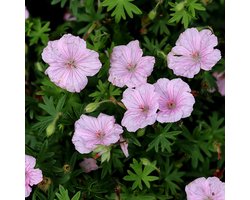 Geranium sanguineum 'Striatum' - Ooievaarsbek - Wortelgoed - 5 stuks