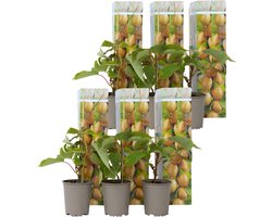 Plant in a Box - Kiwi Actinidia 'Jenny' - Set van 6 - Kiwiplanten - Pot 9cm - Hoogte 20-40cm