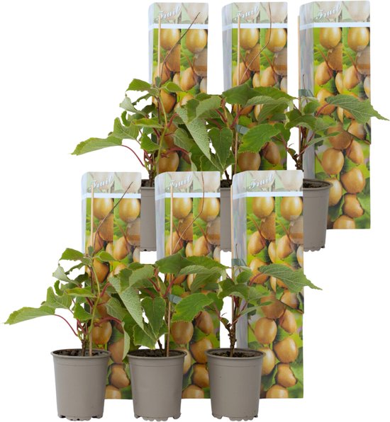 Plant in a Box - Kiwi Actinidia 'Jenny' - Set van 6 - Kiwiplanten - Pot 9cm - Hoogte 20-40cm