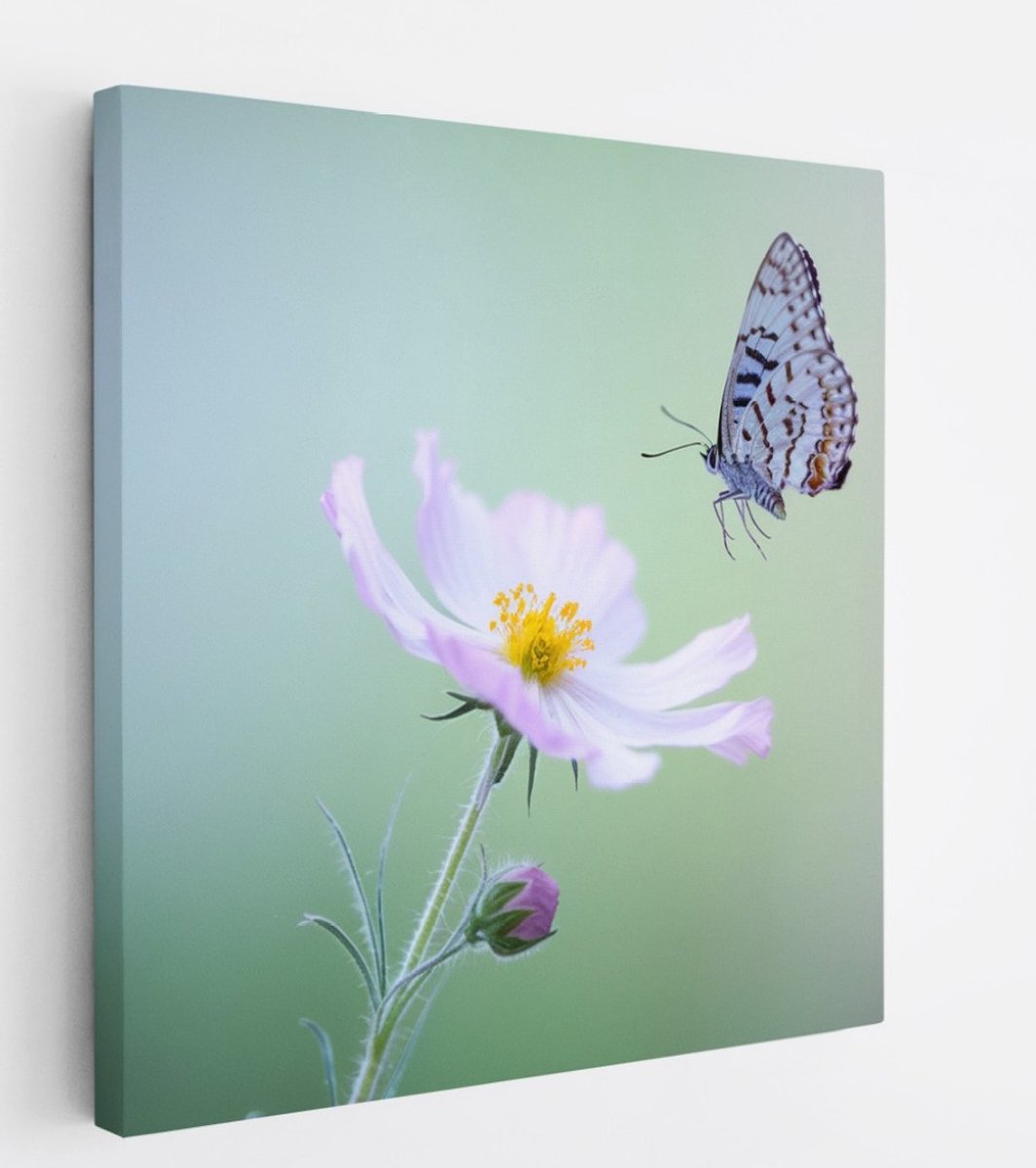 Saammp Canvas Schilderij - Vlinder - Bloemen - Dieren - Natuur - 20x20 - Foto op canvas - Wanddecoratie - muurdecoratie Woonkamer - Slaapkamer decoratie - Canvas Print Multicolor