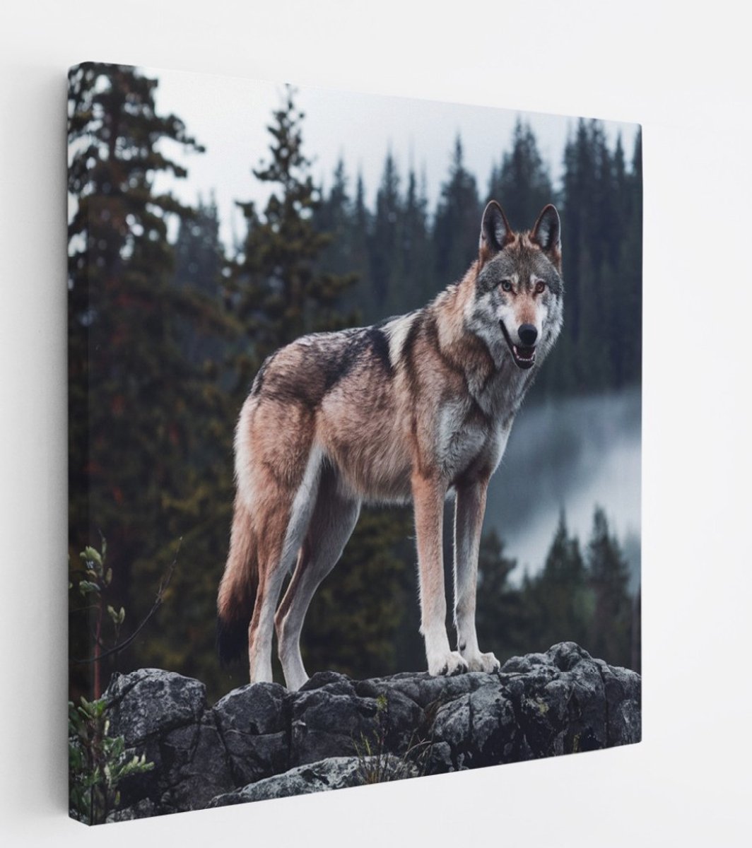 Saammp Canvas Schilderij - Wolf op een rots - Dieren - Natuur - 60x60 - Foto op canvas - Wanddecoratie - muurdecoratie Woonkamer - Slaapkamer decoratie - Canvas Print Multicolor